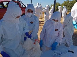 SAG refuerza llamado a prevenir con medidas de bioseguridad en la producción avícola