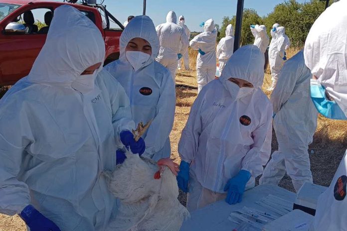 SAG refuerza llamado a prevenir con medidas de bioseguridad en la producción avícola SAG refuerza llamado a prevenir con medidas de bioseguridad en la producción avícola