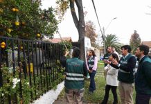 SAG y Municipio de Las Condes refuerzan trabajo conjunto para eliminar foco de mosca de la fruta