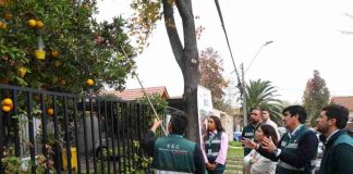 SAG y Municipio de Las Condes refuerzan trabajo conjunto para eliminar foco de mosca de la fruta