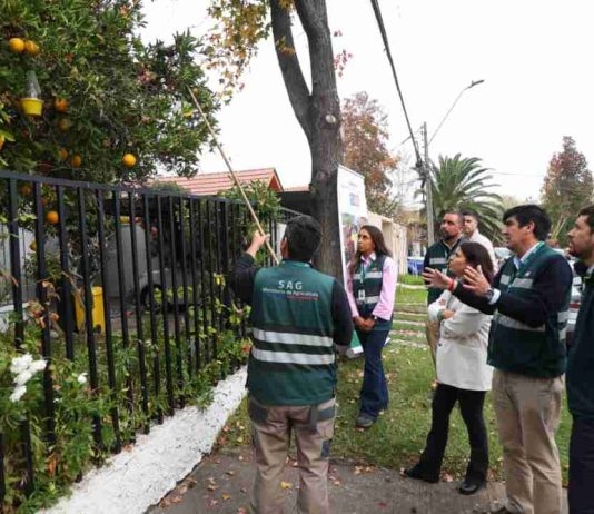 SAG y Municipio de Las Condes refuerzan trabajo conjunto para eliminar foco de mosca de la fruta