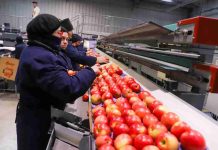 San Clemente Fruits ficha a Andrés Izquierdo para liderar una nueva etapa de crecimiento y proyección San Clemente Fruits ficha a Andrés Izquierdo para liderar una nueva etapa de crecimiento y proyección