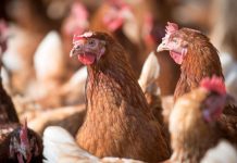 Seminario en Ñuble abordará influenza aviar y fortalecerá la bioseguridad del sector avícola