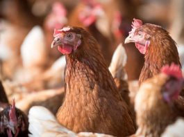 Seminario en Ñuble abordará influenza aviar y fortalecerá la bioseguridad del sector avícola
