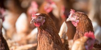 Seminario en Ñuble abordará influenza aviar y fortalecerá la bioseguridad del sector avícola