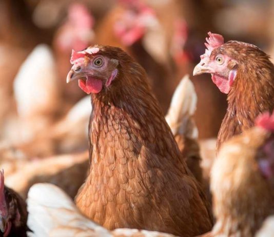 Seminario en Ñuble abordará influenza aviar y fortalecerá la bioseguridad del sector avícola