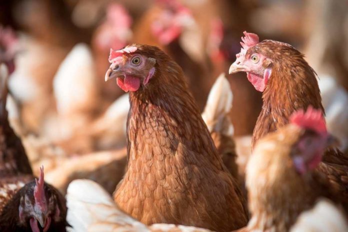 Seminario en Ñuble abordará influenza aviar y fortalecerá la bioseguridad del sector avícola