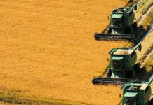 Uruguay captura el 63% de la cuota anual de arroz del Mercosur hacia la Unión Europea Uruguay captura el 63% de la cuota anual de arroz del Mercosur hacia la Unión Europea