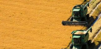 Uruguay captura el 63% de la cuota anual de arroz del Mercosur hacia la Unión Europea