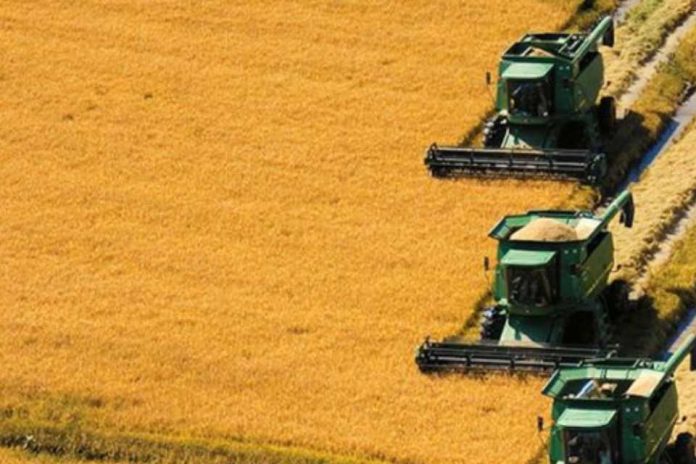Uruguay captura el 63% de la cuota anual de arroz del Mercosur hacia la Unión Europea