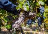Vendimia 2026 del Valle Central arroja resultados positivos con Cabernet Sauvignon, Syrah y Carmenere al alza