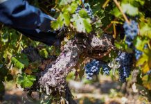 Vendimia 2026 del Valle Central arroja resultados positivos con Cabernet Sauvignon, Syrah y Carmenere al alza