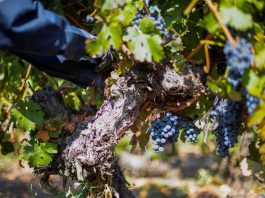 Vendimia 2026 del Valle Central arroja resultados positivos con Cabernet Sauvignon, Syrah y Carmenere al alza