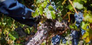 Vendimia 2026 del Valle Central arroja resultados positivos con Cabernet Sauvignon, Syrah y Carmenere al alza