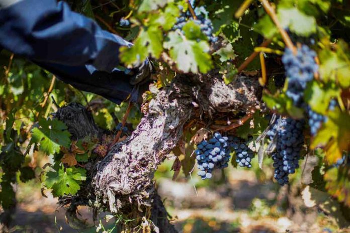 Vendimia 2026 del Valle Central arroja resultados positivos con Cabernet Sauvignon, Syrah y Carmenere al alza