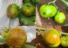 Reportaje | Virus Emergentes en Tomate: anticipación, diagnóstico avanzado y desafíos en Chile