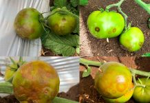 Reportaje | Virus Emergentes en Tomate: anticipación, diagnóstico avanzado y desafíos en Chile