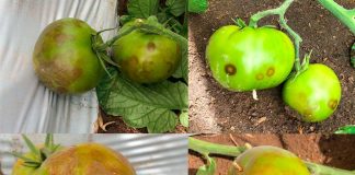 Reportaje | Virus Emergentes en Tomate: anticipación, diagnóstico avanzado y desafíos en Chile