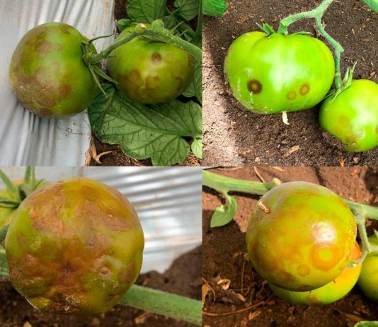 Reportaje | Virus Emergentes en Tomate: anticipación, diagnóstico avanzado y desafíos en Chile