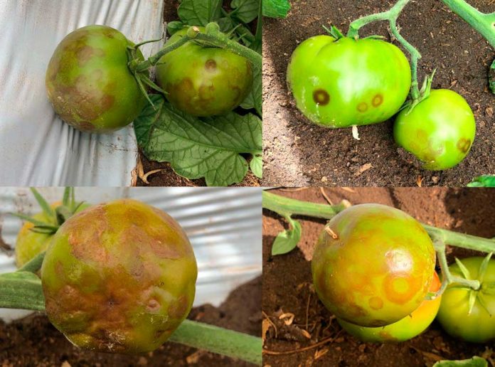 Reportaje | Virus Emergentes en Tomate: anticipación, diagnóstico avanzado y desafíos en Chile