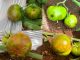Reportaje | Virus Emergentes en Tomate: anticipación, diagnóstico avanzado y desafíos en Chile