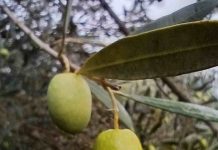 Impulsan producción del aceite de oliva más austral de Chile con innovador proyecto en La Araucanía Impulsan producción del aceite de oliva más austral de Chile con innovador proyecto en La Araucanía
