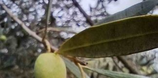Impulsan producción del aceite de oliva más austral de Chile con innovador proyecto en La Araucanía