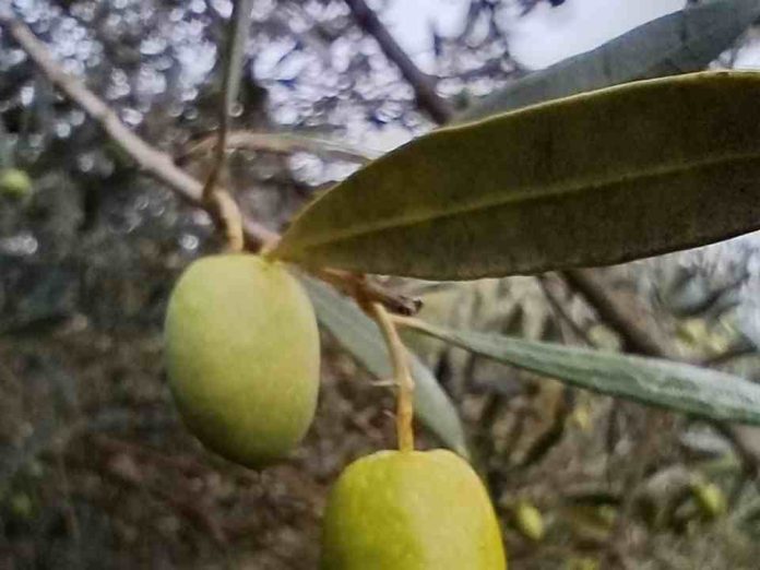 Impulsan producción del aceite de oliva más austral de Chile con innovador proyecto en La Araucanía