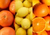 Comité de Cítricos de Frutas de Chile proyecta un crecimiento de 6% en las exportaciones para la temporada 2026 Comité de Cítricos de Frutas de Chile proyecta un crecimiento de 6% en las exportaciones para la temporada 2026