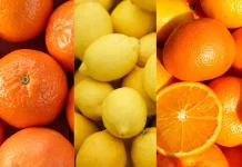 Comité de Cítricos de Frutas de Chile proyecta un crecimiento de 6% en las exportaciones para la temporada 2026 Comité de Cítricos de Frutas de Chile proyecta un crecimiento de 6% en las exportaciones para la temporada 2026