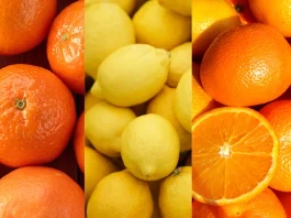 Comité de Cítricos de Frutas de Chile proyecta un crecimiento de 6% en las exportaciones para la temporada 2026 Comité de Cítricos de Frutas de Chile proyecta un crecimiento de 6% en las exportaciones para la temporada 2026