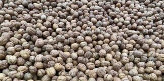 Corfo invita a postular a convocatorias para mejorar la eficiencia hídrica en el sector frutícola en la macrozona centro-sur