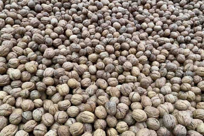 Corfo invita a postular a convocatorias para mejorar la eficiencia hídrica en el sector frutícola en la macrozona centro-sur Corfo invita a postular a convocatorias para mejorar la eficiencia hídrica en el sector frutícola en la macrozona centro-sur