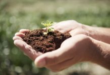Reportaje | Bioinoculantes «a la carta»: La ciencia que protege los cultivos desde la raíz para enfrentar la sequía Reportaje | Bioinoculantes "a la carta": La ciencia que protege los cultivos desde la raíz para enfrentar la sequía