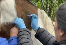 El otoño es la época ideal para la desparasitación y el manejo sanitario de equinos desparasitación y el manejo sanitario de equinos