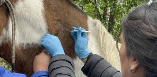 desparasitación y el manejo sanitario de equinos