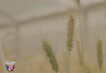 la Universidad Estatal de Oklahoma presenta trigo morado con alto contenido de antioxidantes para satisfacer las necesidades de los consumidores