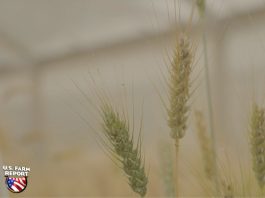 la Universidad Estatal de Oklahoma presenta trigo morado con alto contenido de antioxidantes para satisfacer las necesidades de los consumidores