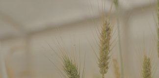 la Universidad Estatal de Oklahoma presenta trigo morado con alto contenido de antioxidantes para satisfacer las necesidades de los consumidores