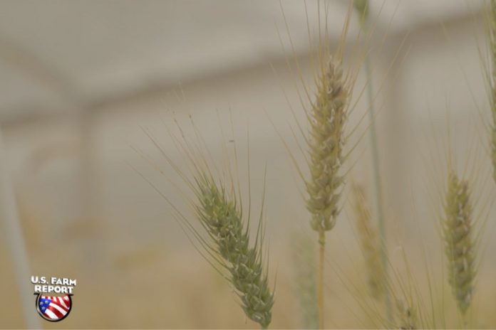 la Universidad Estatal de Oklahoma presenta trigo morado con alto contenido de antioxidantes para satisfacer las necesidades de los consumidores