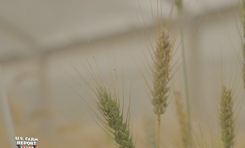 la Universidad Estatal de Oklahoma presenta trigo morado con alto contenido de antioxidantes para satisfacer las necesidades de los consumidores