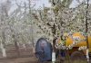 polinización asistida Europollen, polinización artificial. El potencial de la biotecnología Europollen de Zimex para el cultivo de la cereza en Europa