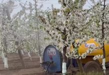 polinización asistida Europollen, polinización artificial. El potencial de la biotecnología Europollen de Zimex para el cultivo de la cereza en Europa