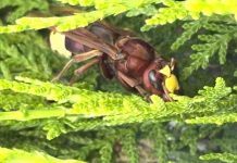 El IAS-CSIC activa el control de plantas asociadas al avispón oriental en Córdoba