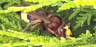 El IAS-CSIC activa el control de plantas asociadas al avispón oriental en Córdoba