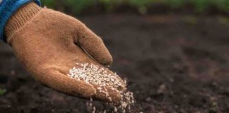 Programa impulsará el uso de tecnologías para enfrentar el cambio climático en la industria semillera