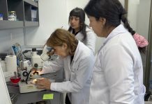 La importancia de entender el hongo que produce pérdidas millonarias en el campo chileno