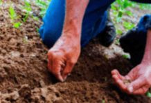 En Colombia advierten sobre el uso de semillas no autorizadas En Colombia advierten sobre el uso de semillas no autorizadas