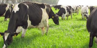 ECUADOR: Fincas ganaderas buscan certificación libre de brucelosis