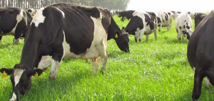 vacas-raigras-720x340-1 ECUADOR: Fincas ganaderas buscan certificación libre de brucelosis